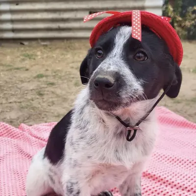 dog pic