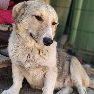 dog pic