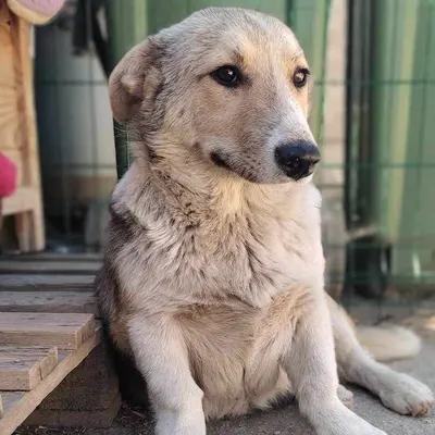 dog pic