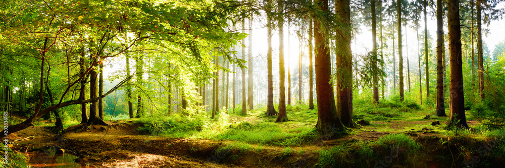 Sun beaming through a forest