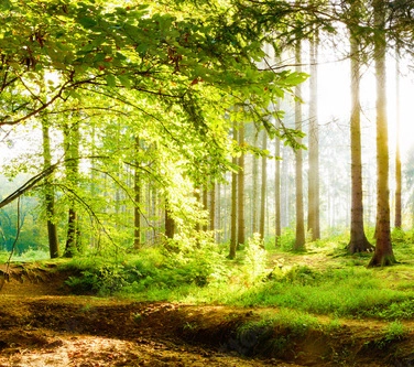 A picture of a sun-lit forest