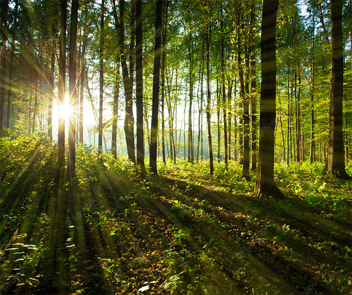 Sun lite forest