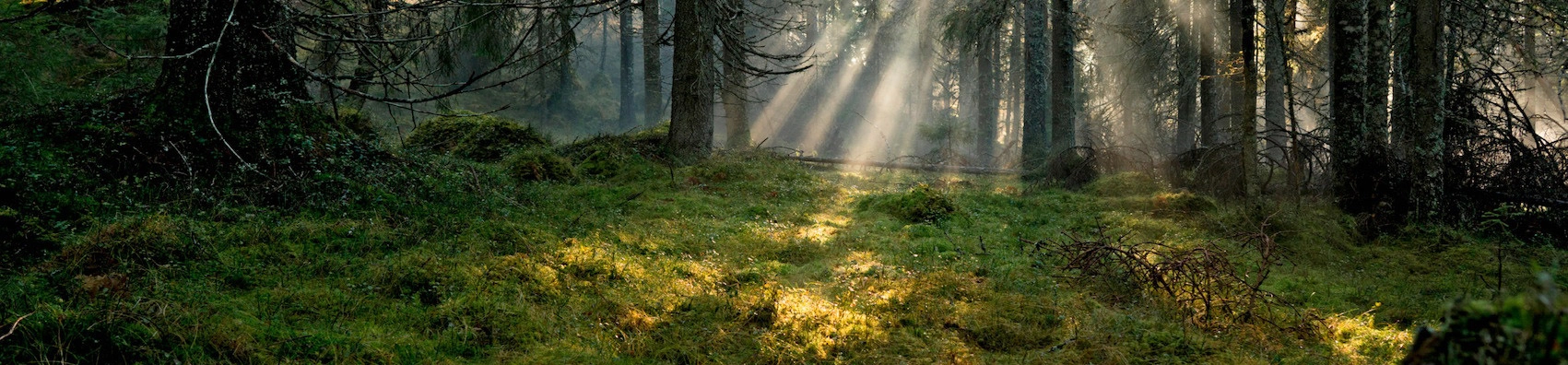 A dark green pine forest back-lite by the sun