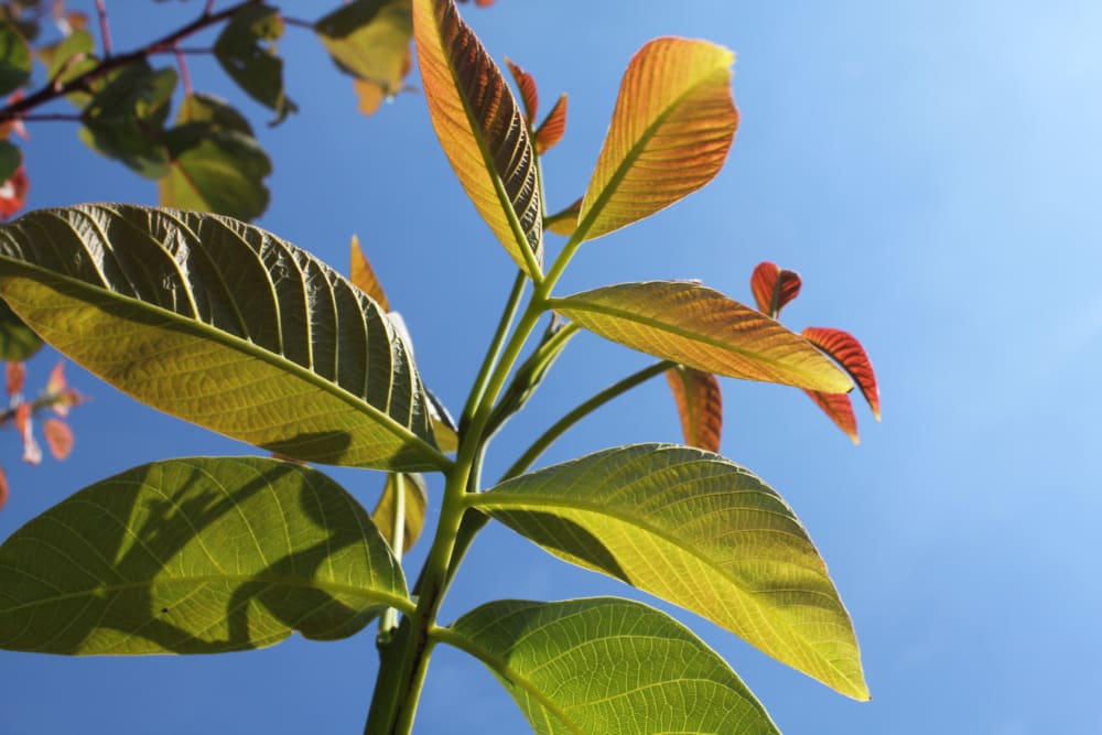 Juglans regia - valnöt Juglans regia - valnöt
