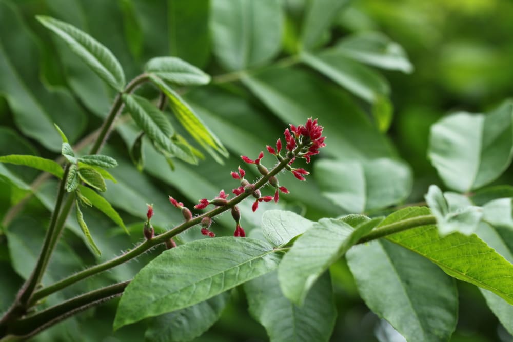 Juglans mandshurica - manchurisk valnöt (inklusive japansk valnöt) Juglans mandshurica - manchurisk valnöt (inklusive japansk valnöt)