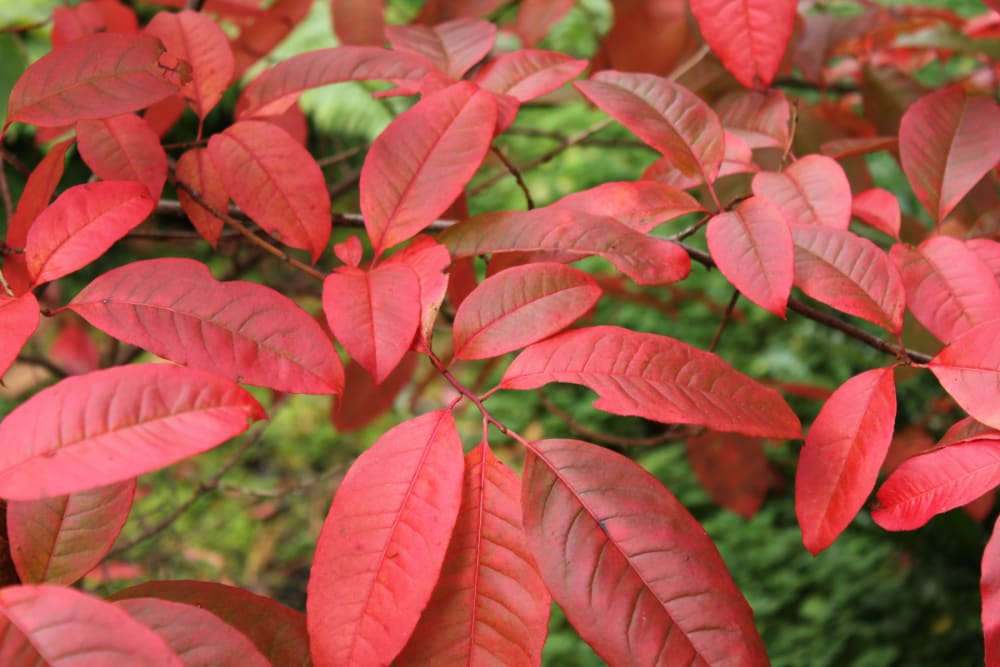 Oxydendrum arboreum - trädrosling Oxydendrum arboreum - trädrosling