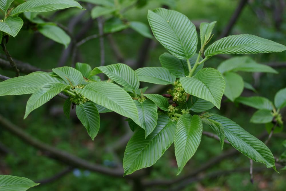 Rhamnus imeretina - kaukasisk getapel Rhamnus imeretina - kaukasisk getapel