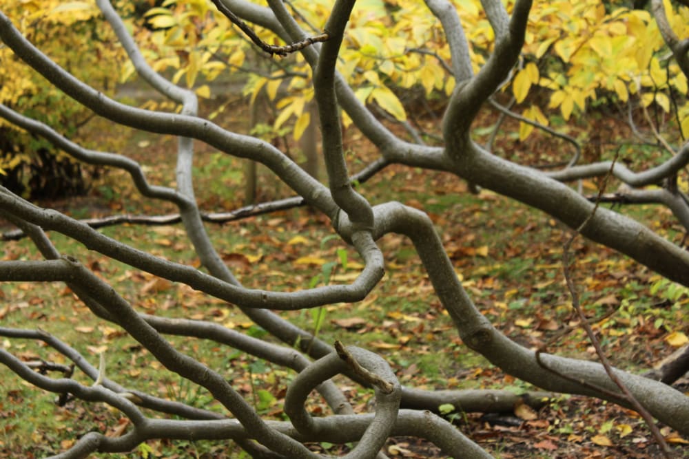 Rhamnus imeretina - kaukasisk getapel Rhamnus imeretina - kaukasisk getapel