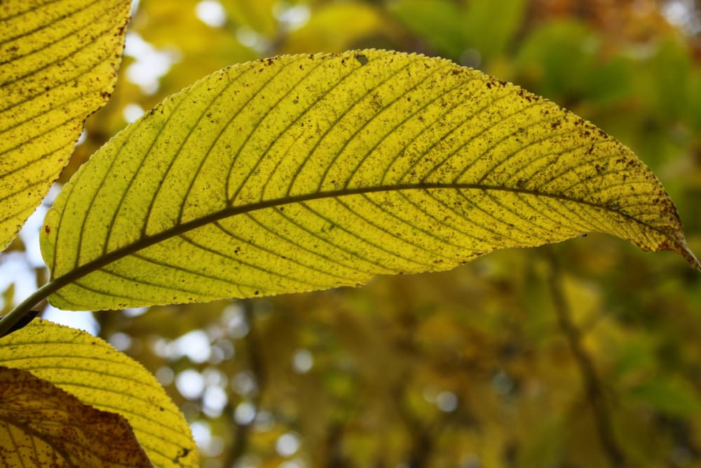 Rhamnus imeretina - kaukasisk getapel Rhamnus imeretina - kaukasisk getapel