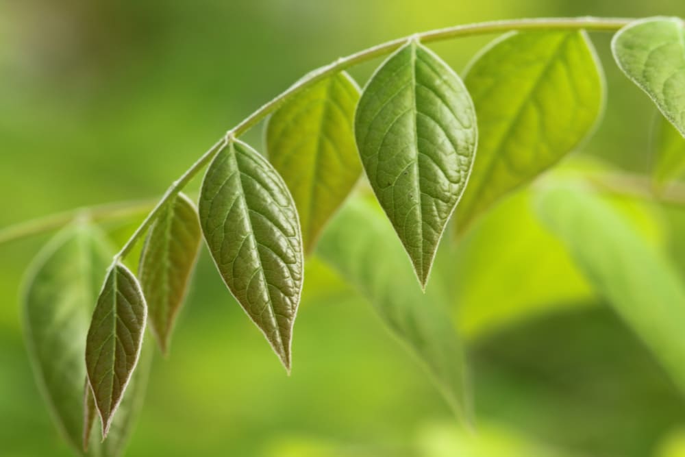 Gymnocladus dioicus - kentuckykaffeträd Gymnocladus dioicus - kentuckykaffeträd