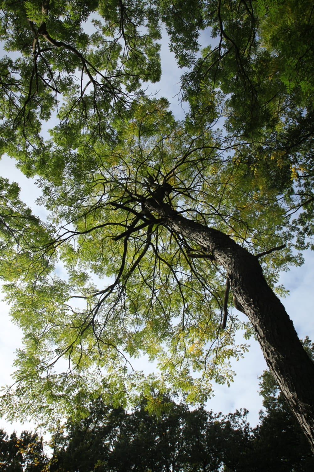 Gymnocladus dioicus - kentuckykaffeträd Gymnocladus dioicus - kentuckykaffeträd