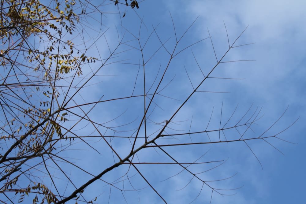 Gymnocladus dioicus - kentuckykaffeträd Gymnocladus dioicus - kentuckykaffeträd