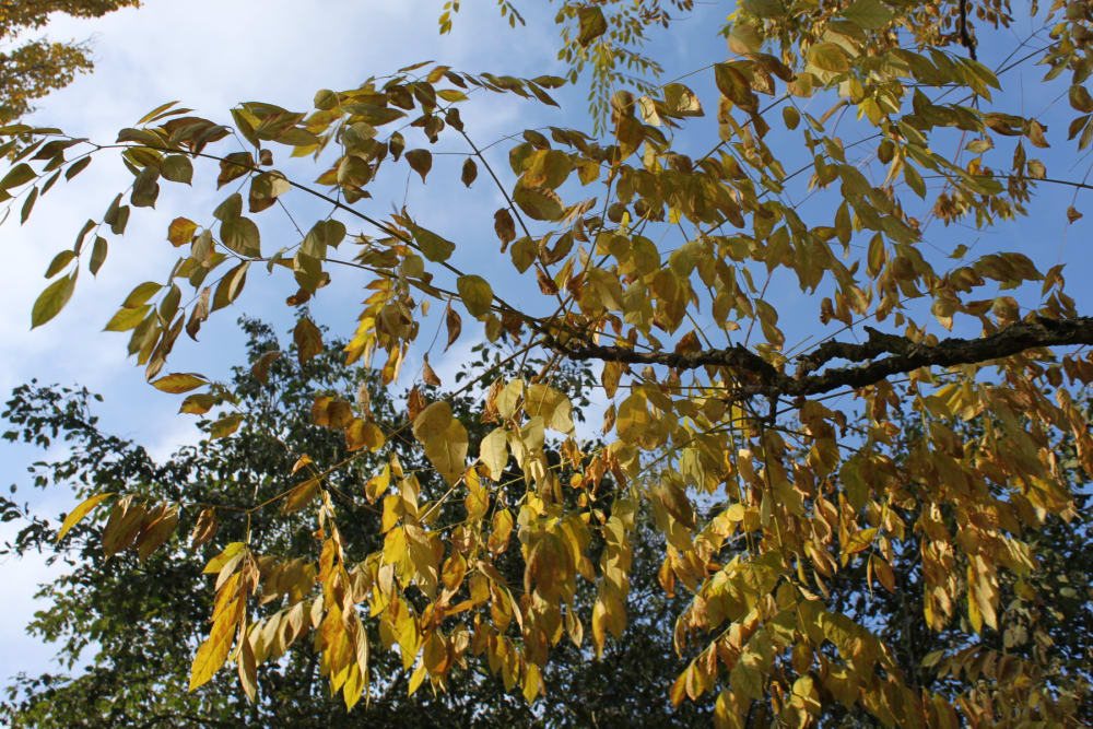 Gymnocladus dioicus - kentuckykaffeträd Gymnocladus dioicus - kentuckykaffeträd