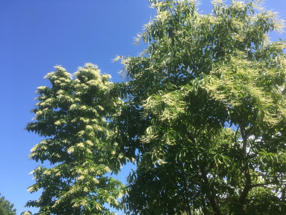 Oxydendrum arboreum - trädrosling Oxydendrum arboreum - trädrosling