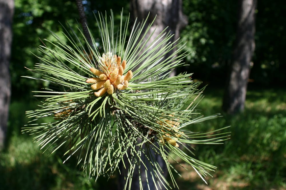 Pinus nigra - svarttall Pinus nigra - svarttall