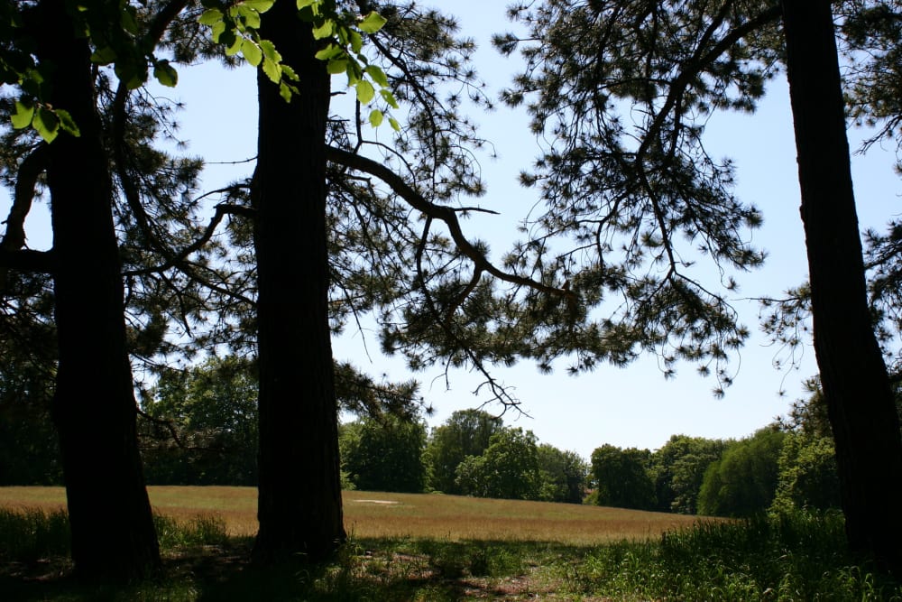 Pinus nigra - svarttall Pinus nigra - svarttall