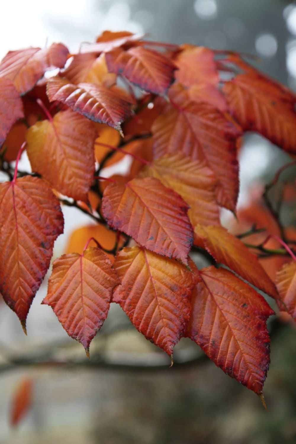 Acer capillipes - japansk strimlönn