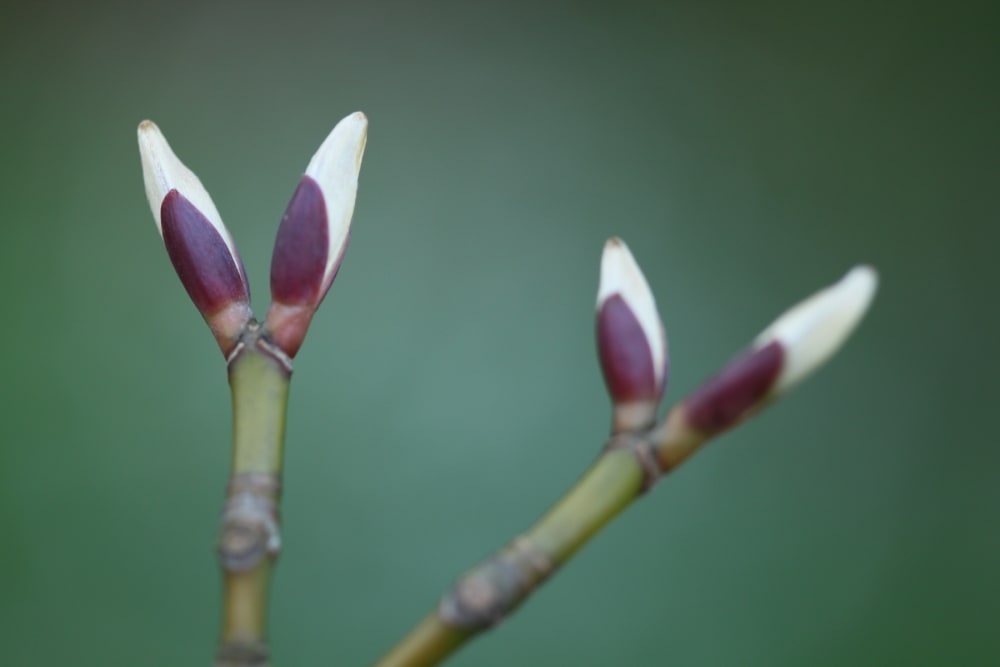 Acer capillipes - japansk strimlönn