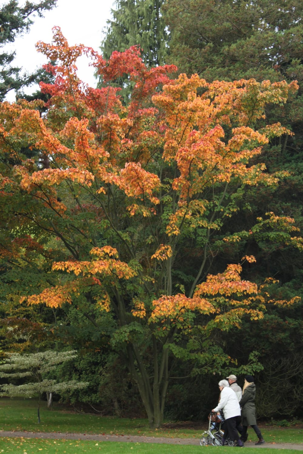 Acer capillipes - japansk strimlönn