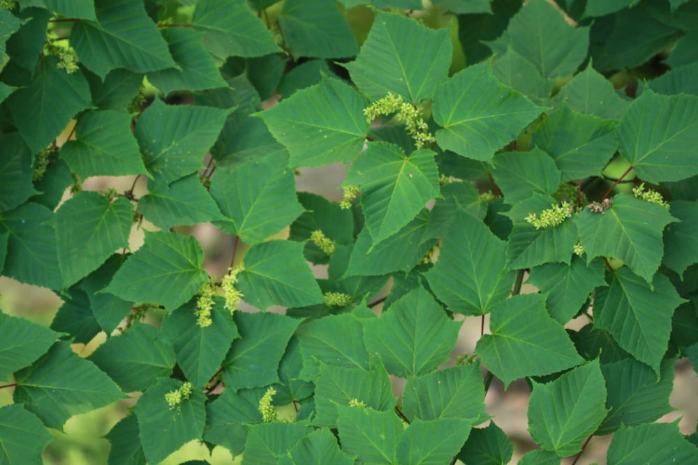 Acer capillipes - japansk strimlönn