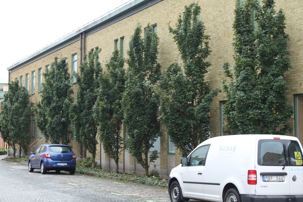 Acer campestre 'Green+Column' - pelarnaverlönn Acer campestre 'Green+Column' - pelarnaverlönn