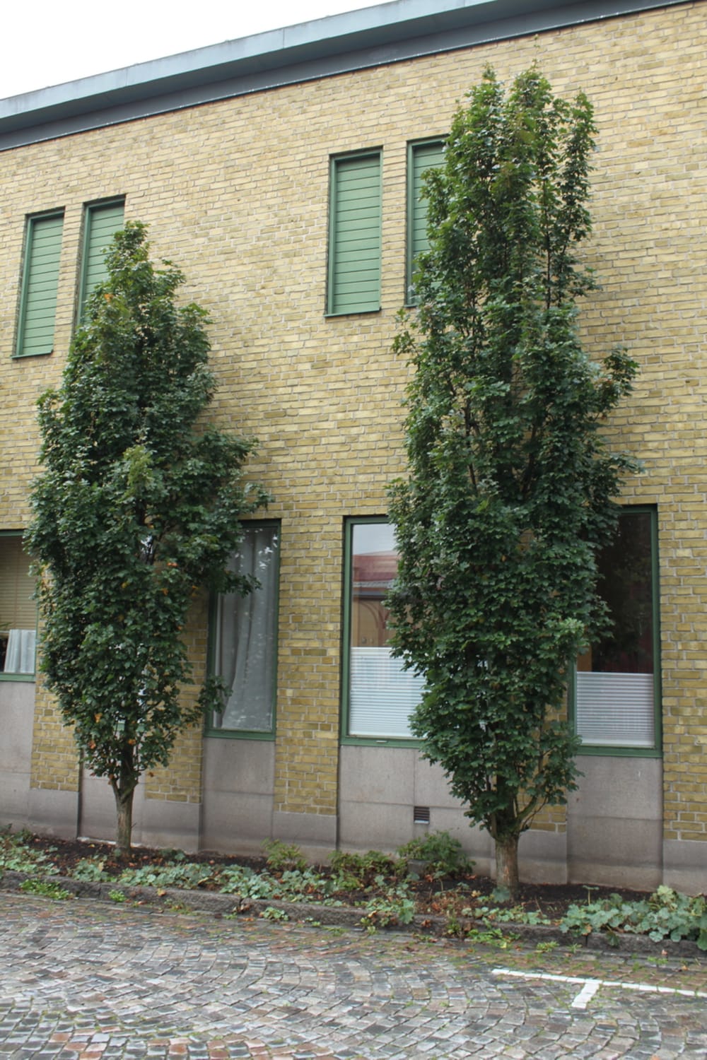 Acer campestre 'Green+Column' - pelarnaverlönn Acer campestre 'Green+Column' - pelarnaverlönn