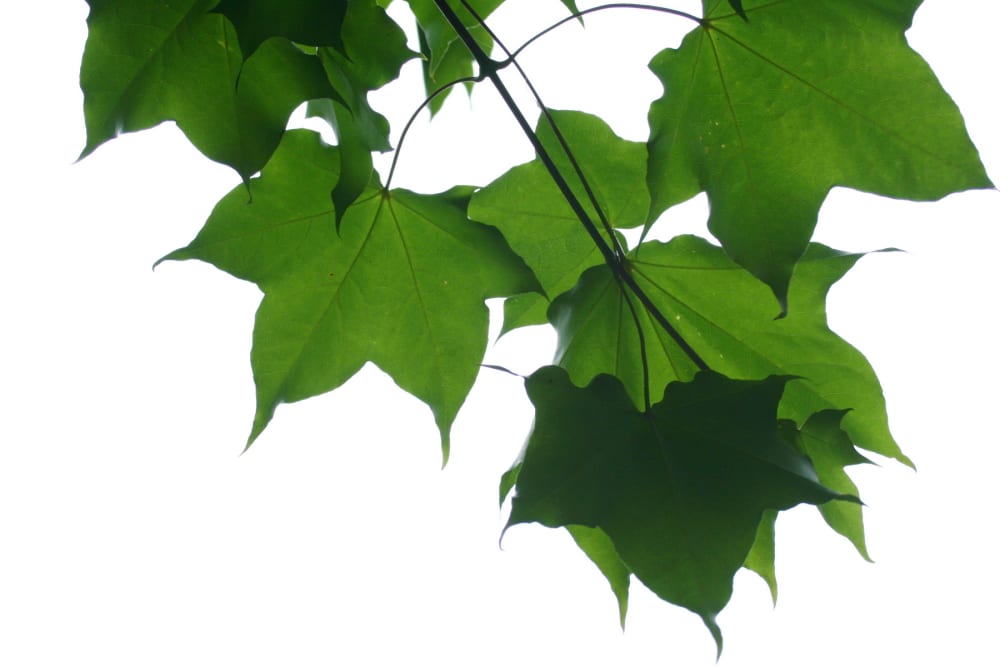 Acer cappadocicum - turkisk lönn Acer cappadocicum - turkisk lönn