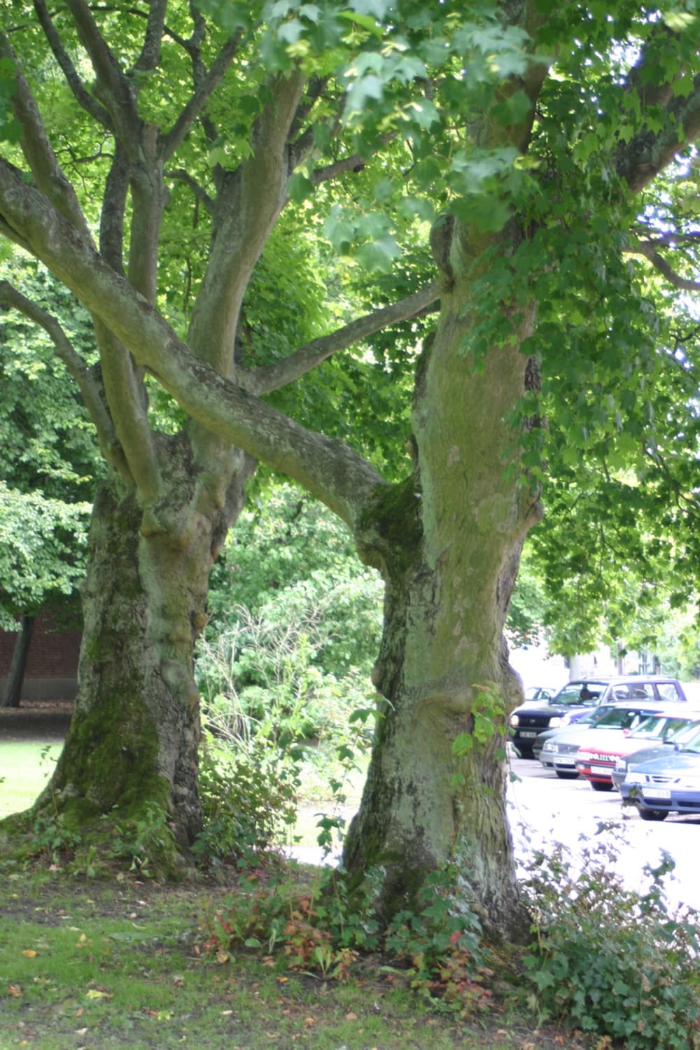 Acer cappadocicum - turkisk lönn Acer cappadocicum - turkisk lönn