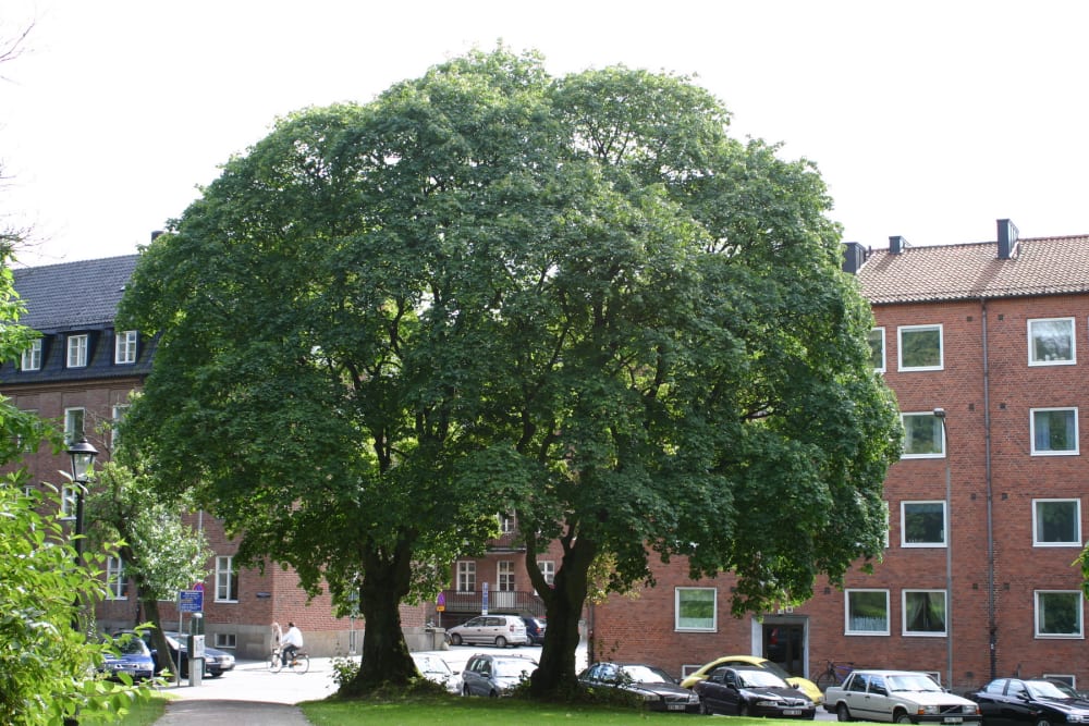 Acer cappadocicum - turkisk lönn Acer cappadocicum - turkisk lönn