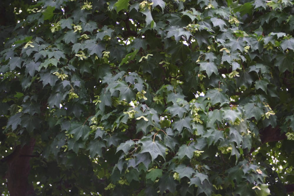 Acer cappadocicum - turkisk lönn Acer cappadocicum - turkisk lönn