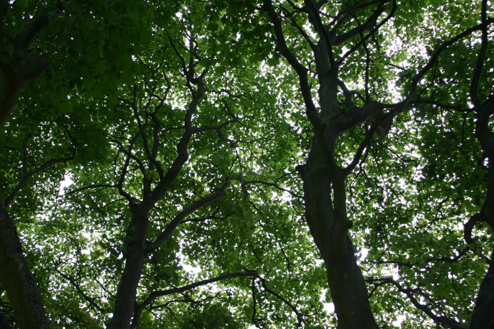 Acer cappadocicum - turkisk lönn Acer cappadocicum - turkisk lönn