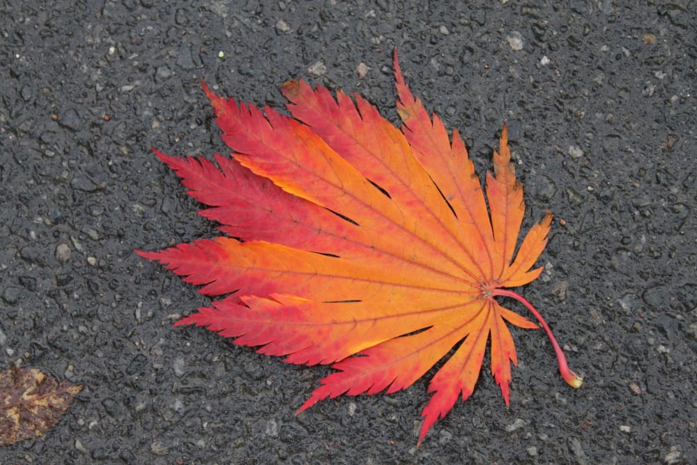 Acer slakte - lönnar Acer slakte - lönnar