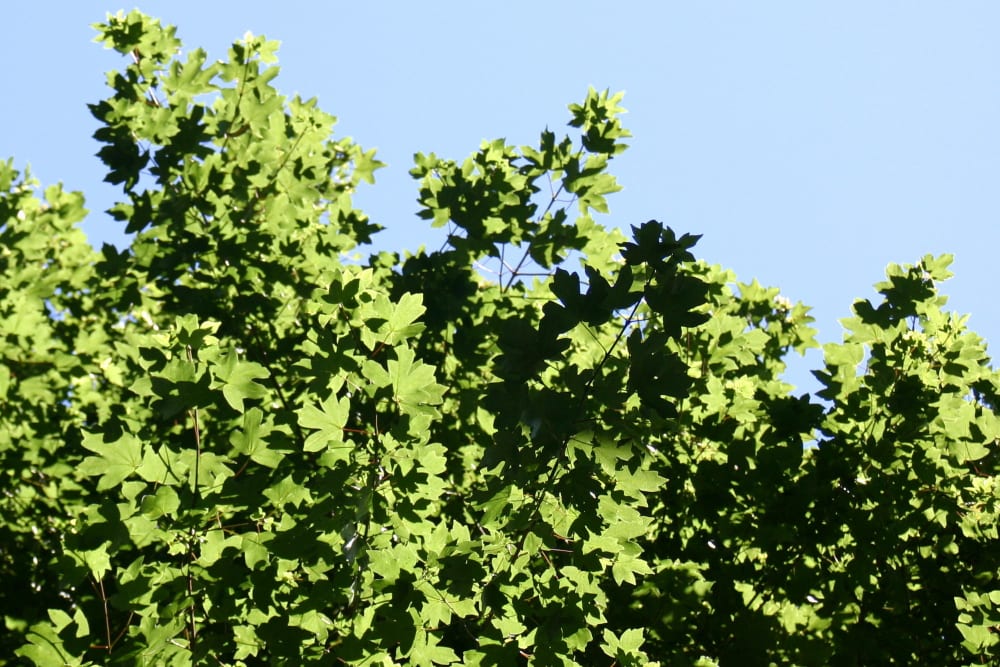 Acer campestre - naverlönn