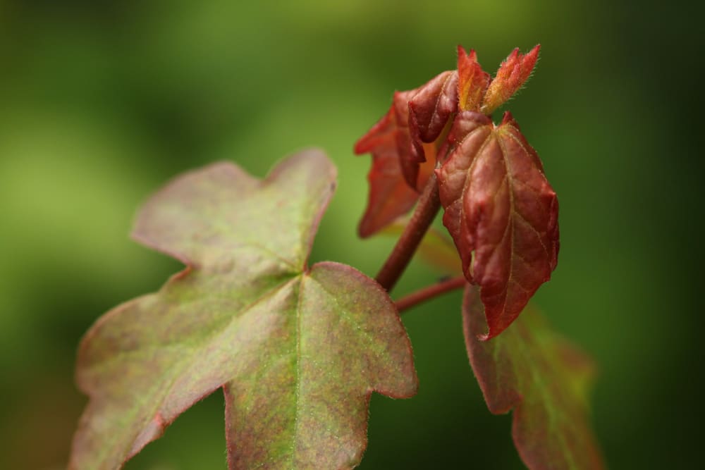 Acer campestre - naverlönn