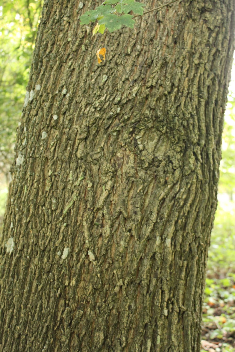 Acer campestre - naverlönn