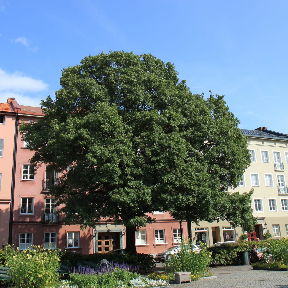 Acer campestre - naverlönn