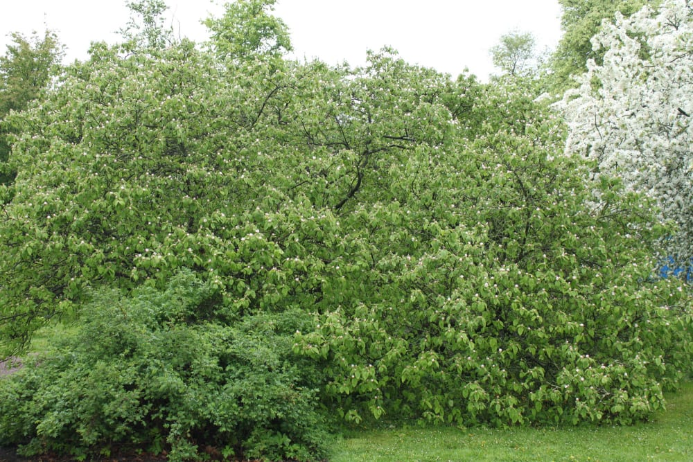 Cydonia oblonga - äkta kvitten