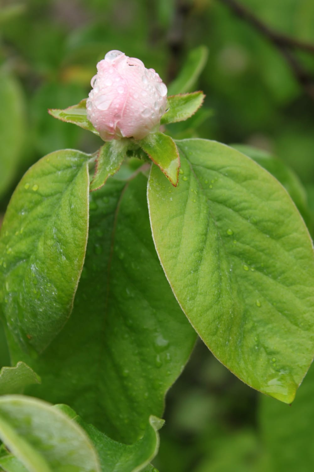 Cydonia oblonga - äkta kvitten