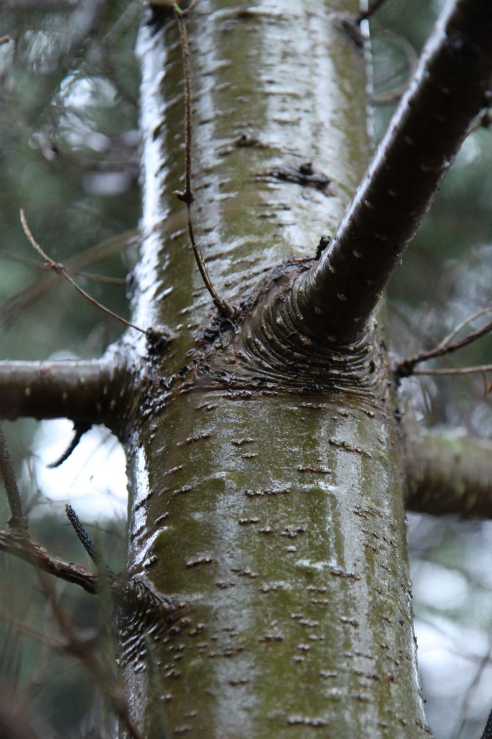 Abies koreana - Bild 7
