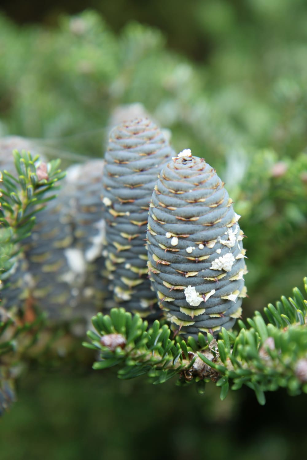 Abies koreana - Bild 8