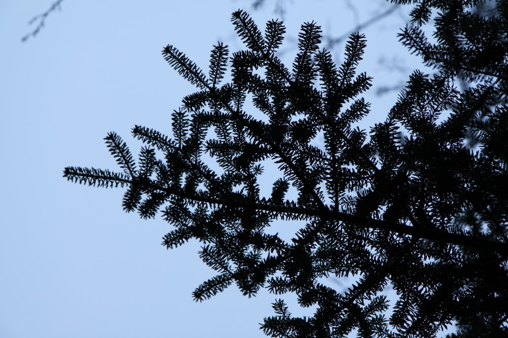 Abies koreana - Bild 6