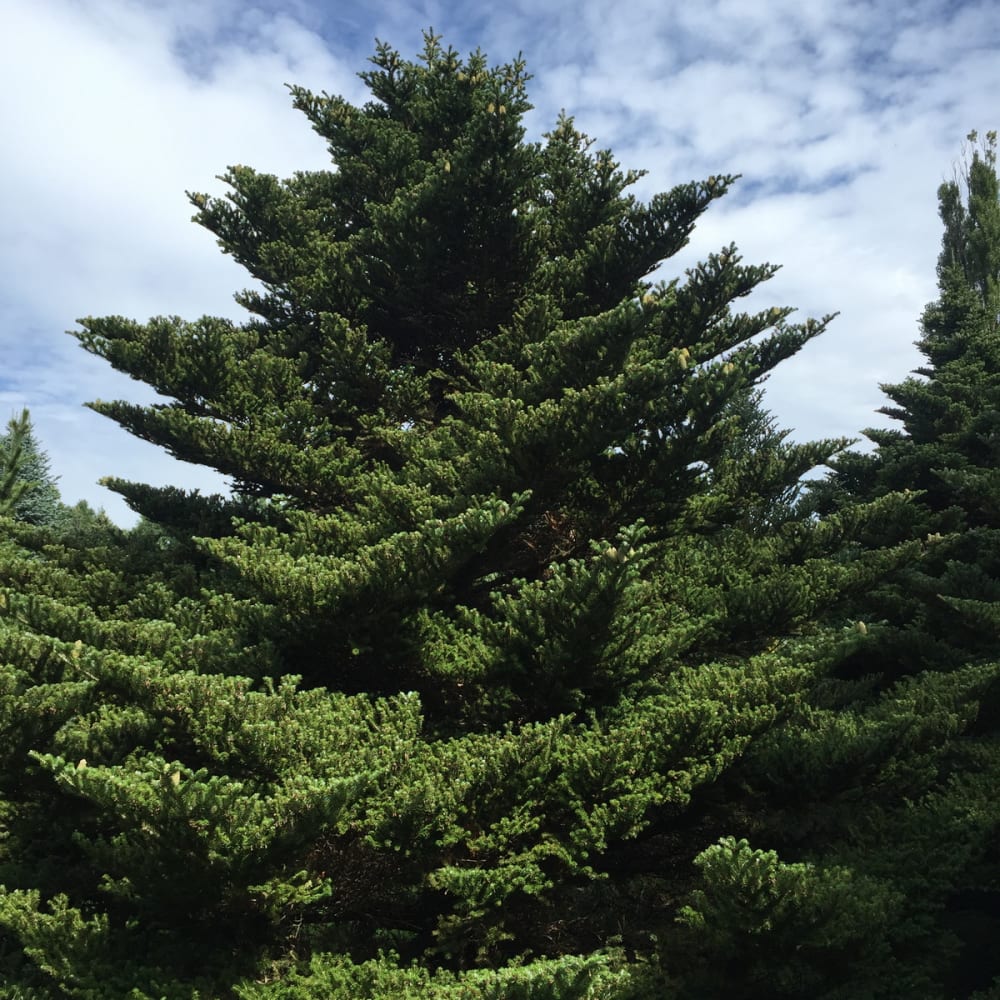 Abies koreana - Bild 1