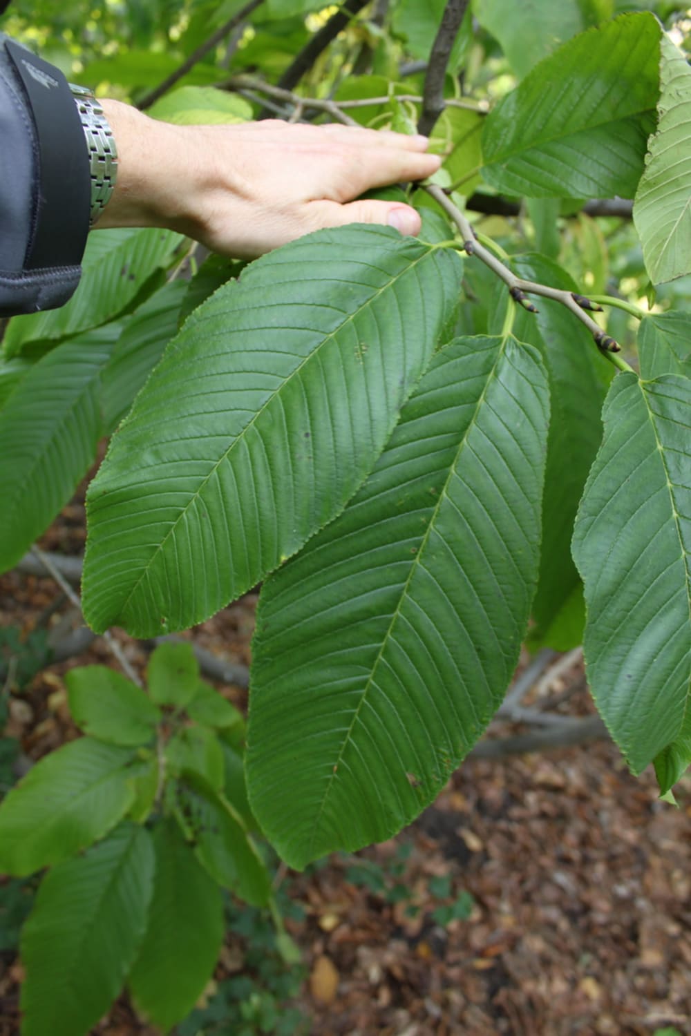 Rhamnus imeretina - Bild 2