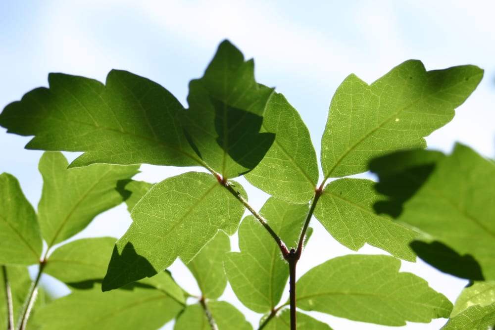 Acer griseum - Bild 1
