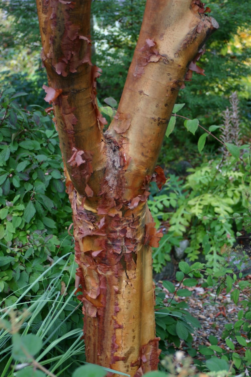 Acer griseum - Bild 4