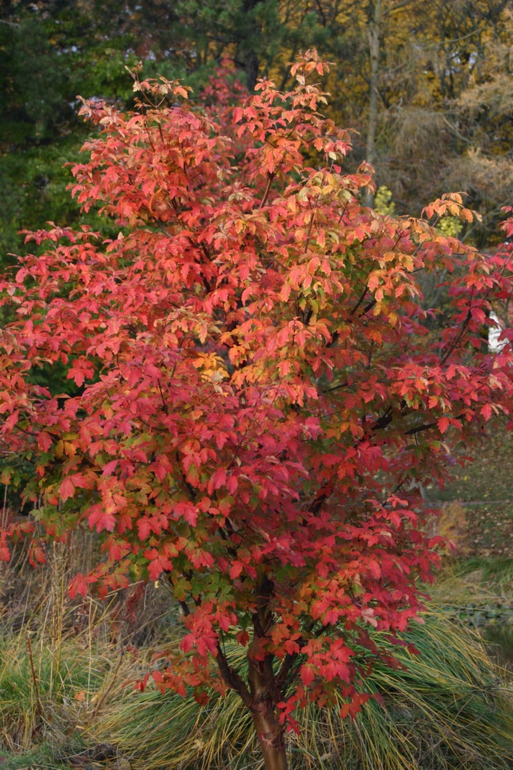 Acer griseum - Bild 6