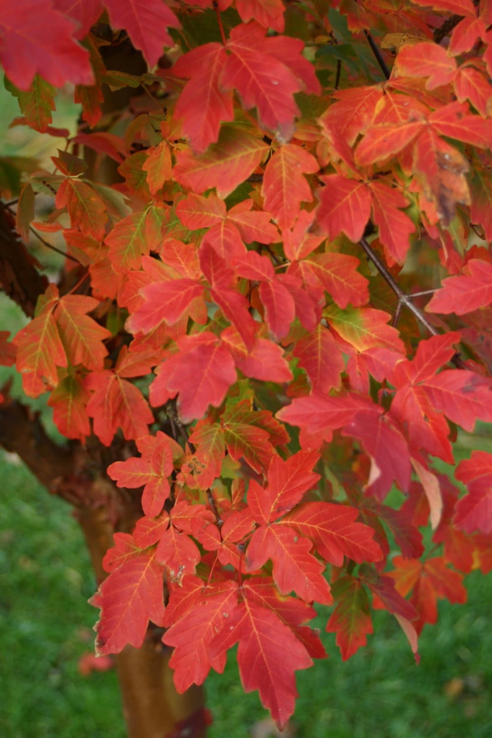 Acer griseum - Bild 5