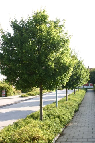 Acer campestre 'Elsrijk' - naverlönn