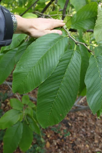 Rhamnus imeretina - kaukasisk getapel Rhamnus imeretina - kaukasisk getapel