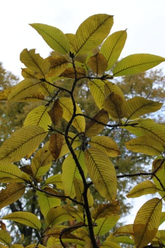 Rhamnus imeretina - kaukasisk getapel Rhamnus imeretina - kaukasisk getapel